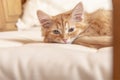 Red striped kitten. Small kitten looks at the camera with half-closed eyes Royalty Free Stock Photo