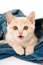 Red tabby kitten lying on a blue jeans Royalty Free Stock Photo