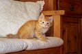 Red tabby kitten plays on sofa in country house. Wooden background