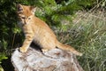 red tabby kitten on a stump Royalty Free Stock Photo