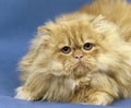 Red Tabby Persian Domestic Cat, Adult laying against Blue Background Royalty Free Stock Photo