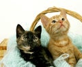 Red Tabby and Tortoiseshell Domestic Cat, Kittens standing in Wool Royalty Free Stock Photo