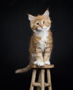Red tabby with white Maine Coon cat / kitten Royalty Free Stock Photo