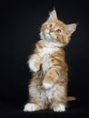 Red tabby with white Maine Coon cat / kitten Royalty Free Stock Photo
