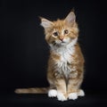 Red tabby with white Maine Coon cat / kitten Royalty Free Stock Photo