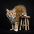 Red tabby with white Maine Coon cat / kitten Royalty Free Stock Photo