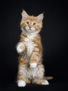 Red tabby with white Maine Coon kitten on black Royalty Free Stock Photo