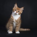 Red tabby with white Maine Coon kitten sitting on black background facing camera