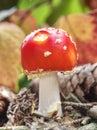 Red tadstool Amanita muscaria or fly agaric mushroom