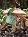 Red tadstool Amanita muscaria or fly agaric mushroom