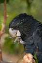 Red tail black cockatoo feeding Royalty Free Stock Photo