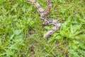 Red Tail Boa Constrictor in the grass partial body