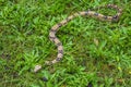 Red Tail Boa Constrictor in the green grass Royalty Free Stock Photo