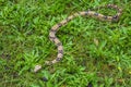 Red Tail Boa Constrictor in the green grass