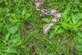 Red Tail Boa Constrictor in the green grass partial body