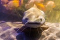 Red tail catfish with its face in closeup, big tropical fish from the amazon basin of America