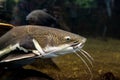 Red tail catfish - Phractocephalus hemioliopterus