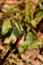 Red tail dragonfly from Indonesian New Guinea in the tree trunk Royalty Free Stock Photo