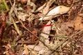 Red tail dragonfly from Indonesian New Guinea in the tree trunk Royalty Free Stock Photo