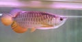 Beautiful red tail golden Arowana fish in tank Royalty Free Stock Photo