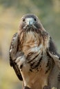 Red Tail Hawk Royalty Free Stock Photo