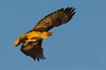 Red Tail Hawk Royalty Free Stock Photo