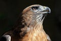 Red Tail Hawk