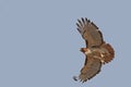 Red-tail Hawk Royalty Free Stock Photo