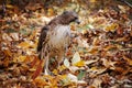 Red Tail Hawk Royalty Free Stock Photo