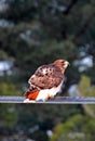 Red Tail Hawk high up on utility wire during hunting Royalty Free Stock Photo