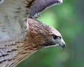 Red Tail Hawk