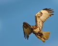 Red Tail Hawk Royalty Free Stock Photo