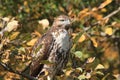 Red tail hawk Royalty Free Stock Photo