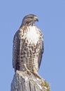 Red tail hawk looking for dinner Royalty Free Stock Photo