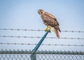 Red-tail Hawk on Barbed Wire Fence