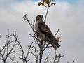 A Red-Tail Hawk Bird of Prey Turns Head to Look Backward Perched on Top Branch with Autumn Colored Leaves on Tree Top