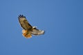 Red-Tail Hawk Flying in a Blue Sky Royalty Free Stock Photo