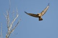 Red-Tail Hawk Flying in a Blue Sky Royalty Free Stock Photo