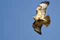 Red-Tail Hawk Flying in a Blue Sky Royalty Free Stock Photo