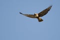 Red-Tail Hawk Flying in a Blue Sky Royalty Free Stock Photo