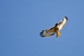 Red-Tail Hawk Flying in a Blue Sky Royalty Free Stock Photo