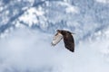 Red tail hawk flying in front of snowy mountains Royalty Free Stock Photo