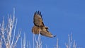 A red tail hawk flying just over the tree branches