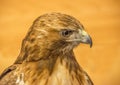 Red-tail Hawk