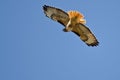 Red-Tail Hawk Hunting on the Wing
