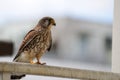 Red Tail Hawk Royalty Free Stock Photo