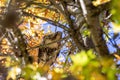 Red tail hawk looking for a prey, Dawson creek park, Hillsboro Royalty Free Stock Photo