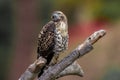 Red Tail Hawk Looking Up Royalty Free Stock Photo