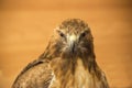 Red-tail Hawk looking at you Royalty Free Stock Photo