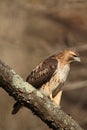 A Red Tail Hawk peers out from its perch on a tree branch.